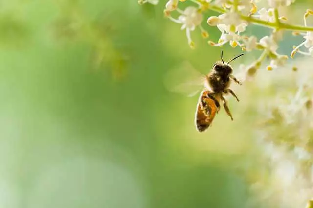 Naturalne miody pszczele