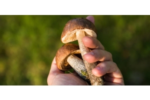 Wybierasz się na grzybobranie? Jak zbierać grzyby i które zdecydowanie omijać?