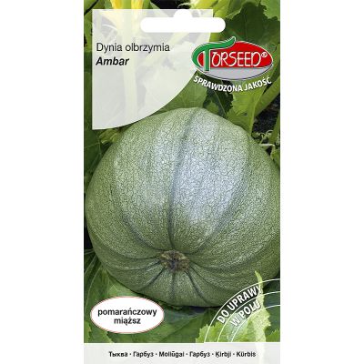 Nasiona Dynia olbrzymia Ambar 5g - Torseed