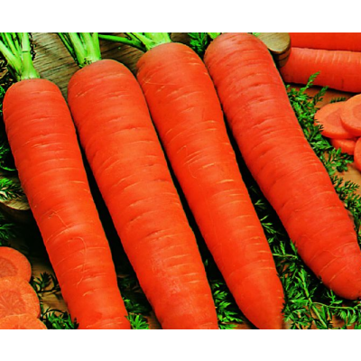 Marchew Flakkese 2 Flacoro TOR 500g - Torseed nasiona