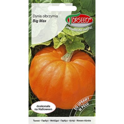 Nasiona Dynia olbrzymia Big Max 3g - Torseed