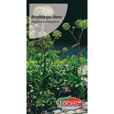 nasiona Arcydzięgiel litwor, Angelica archangelica 1g - Torseed