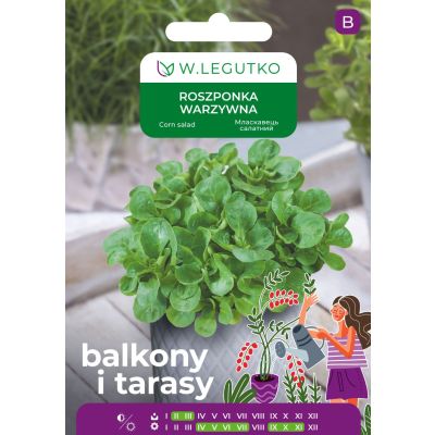 Nasiona Roszponka warzywna Verte de Cambrai 2g na balkon i taras - W.Legutko