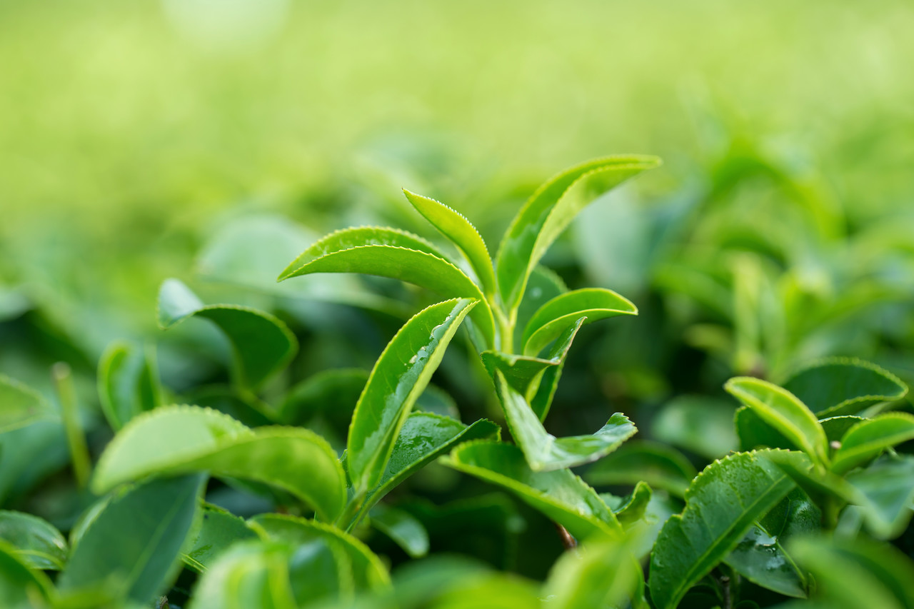 liscie-zielona-herbata