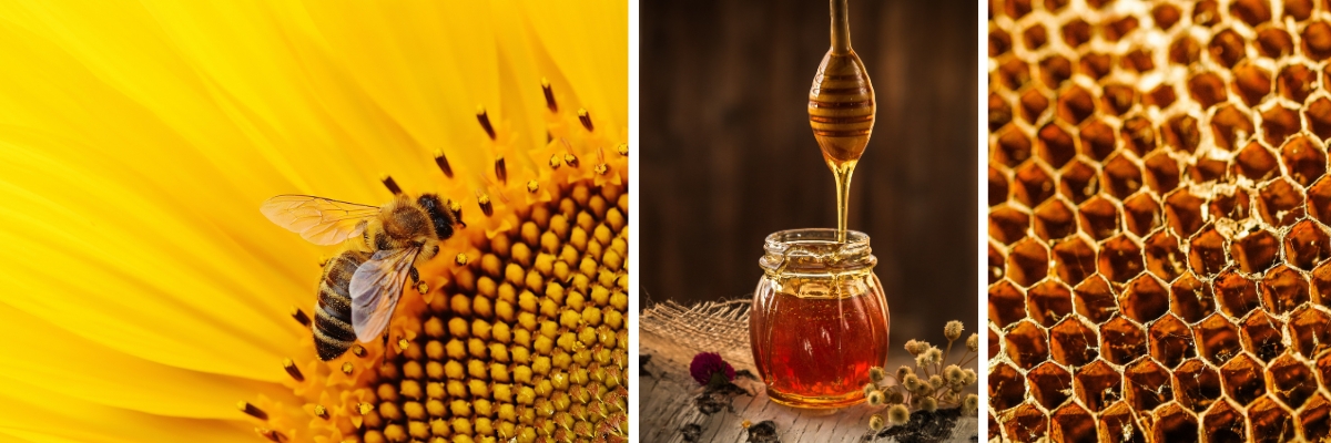 Dlaczego pszczoły zbierają miód
