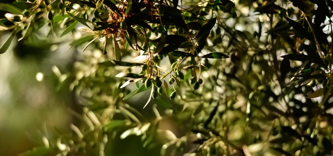 oliwki drzewo oliwne - czym różnią się czarne od zielonych?